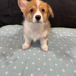 Sneezy - Red male Pembroke Welsh Corgi puppy in Barstow, California from Caldwell’s Corgis of Southern California