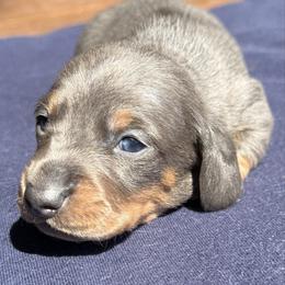 Male 1 - Gray (blue) and cream male Dachshund puppy in El Campo, Texas from Creamer Creek Kennel