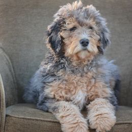 Bernedoodles from Dixie land Doodles