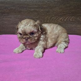 Female 1 - Liver female Shih Tzu puppy in Meadows Of Dan, Virginia from Walt’s Shih Tzus