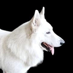 Yeti - White Shepherd