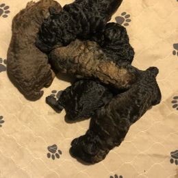 Poodle Puppies from Tails Up Standard Poodles