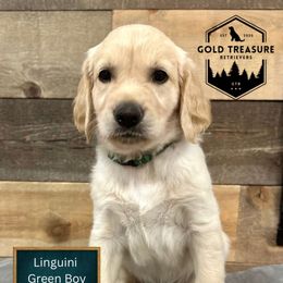 Linguini - Golden male Golden Retriever puppy in Star, Idaho from Gold Treasure Retrievers