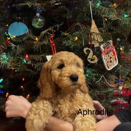 Goldendoodle Puppies from Golden Mesa Doodles