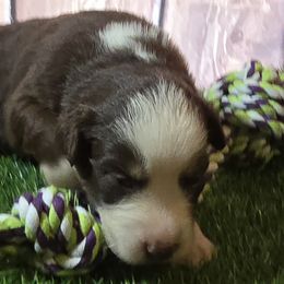 Girl 4 - female Australian Shepherd puppy in Lakeland, Florida from Aussies of Hope LLC