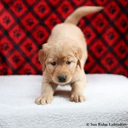 Labrador Retriever Puppies from Sun Ridge Labradors