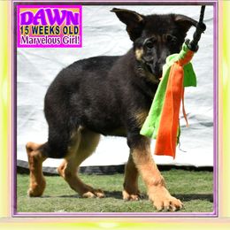 DAWN - Black and red female German Shepherd puppy in Murrieta, California from Diamond Oaks German Shepherds