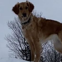 Lucy - Golden Retriever