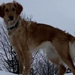 Lucy - Golden Retriever