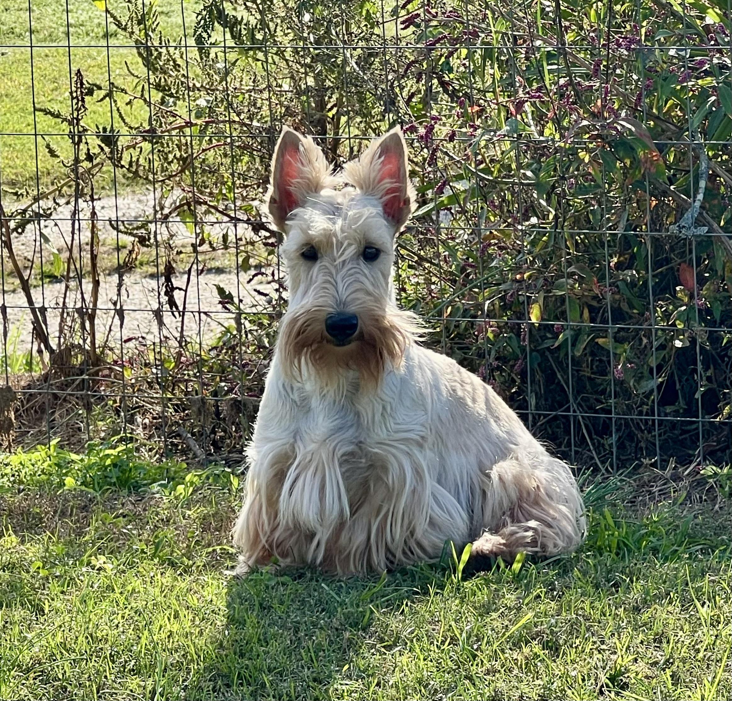 Nice Terriers Maylark Scottish Terriers in North Carolina | Scottish Terrier puppies ...