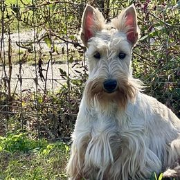 Scottish Terriers from Miranda Maynard