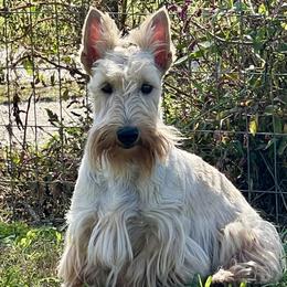 Scottish Terriers from Miranda Maynard