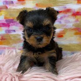 Millie - Blue and gold female Yorkshire Terrier puppy in Monticello, Iowa from Ashley’s Puppies