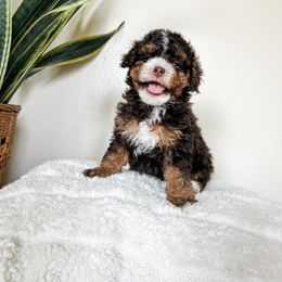 Cockapoo Puppies from Cockapoo puppies and co.