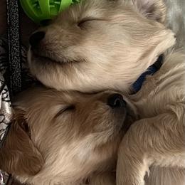 Golden Retriever Puppies from Golden M Family Farms