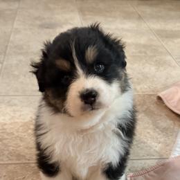 Australian Shepherd Puppies from Kraftbrewd Australian Shepherds