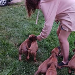 Rhodesian Ridgebacks from Country View Ridgebacks