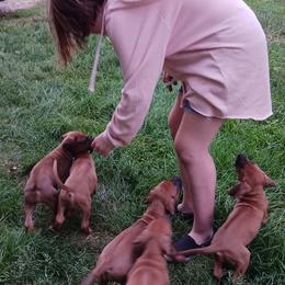 Rhodesian Ridgebacks from Country View Ridgebacks