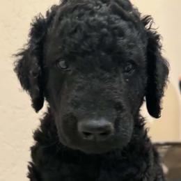 Tango - Black female Curly-Coated Retriever puppy in Granite Bay, California from Pizzazz Retrievers