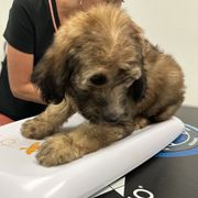 Belle - female Newfypoo puppy in Jamul, California from Socal Puppy