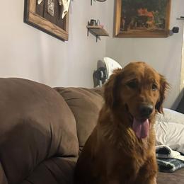Fern - Golden Retriever