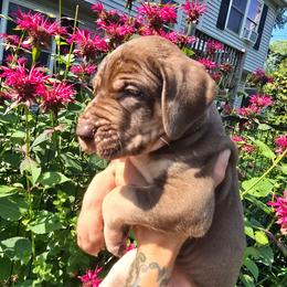 Merlot - Chocolate female Great Dane puppy in Monroe County, Pennsylvania from Poke-A-Nose Danes