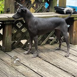 Xoloitzcuintli Puppies from Harbinger Xolos