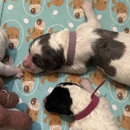 Purple collar girl - female Newfypoo puppy in Fairfield, California from Twin Sisters Doodles