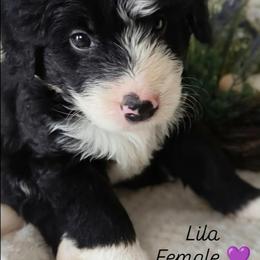 Lila - Black and white female Bernedoodle puppy in Shiloh, Georgia from Doodle Mountain