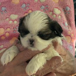 Rosie - Red and white female Shih Tzu puppy in Massachusetts from All That
