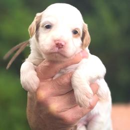 (Brown Collar) Breeze - Parti male Goldendoodle puppy in Granite Falls Nc, North Carolina from Carolina Goldendoodles