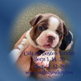 Boston Terrier puppies from Malteseuluv’s Tiny Treasurers