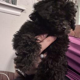 Waffles - Black male Poodle puppy in West Jordan, Utah from Mid Sized Maltipoos and More LLC