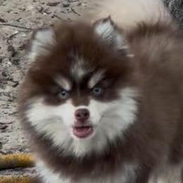 Kash - Chocolate male Pomsky puppy in Spring Hill, Florida from PDQ Pomskies