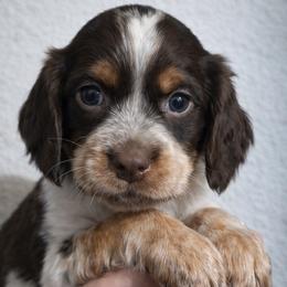 Aloha - Tri-Roan female English Springer Spaniel puppy in Florida from Thunderbird Springers