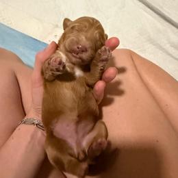 Girl 1 - female Goldendoodle puppy in Yukon, Oklahoma from Silver Barn Doodles