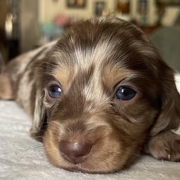 Mocha - Dapple female Dachshund puppy in Jackson, Tennessee from Cashmere Crown Mini Dachshunds