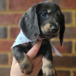 Princess Leia- AKC- DARK Blue and Tan - Blue and tan female Dachshund puppy in Loganville, Georgia from Royal Dackel Haus