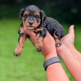 Friday - Black and tan female Yorkipoo puppy in Coshocton, Ohio from Forever Family Puppies