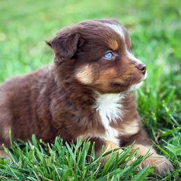 Dan - Red tri male Miniature Australian Shepherd puppy in Smithville, Arkansas from Cooper Creek Aussies