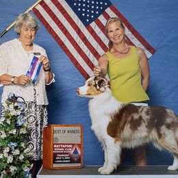 Shimmer - Australian Shepherd