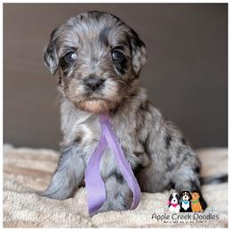 RIVER - OFA-Genetics-2 year warranty. - Merle female Goldendoodle puppy in Jeddo, Michigan from Apple Creek Doodles