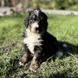 Romeo - Tri-color male Bernedoodle puppy in Carlotta, California from Lost Coast Bernese Mountain Dogs
