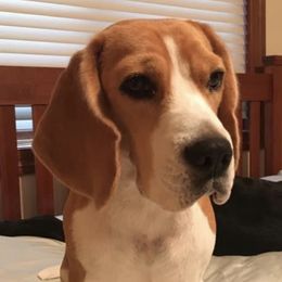 Beagles from Carol's Beagles
