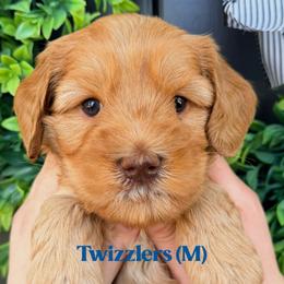 Twizzlers - Caramel male Australian Labradoodle puppy in Silver Spring, Maryland from Potomac Australian Labradoodles