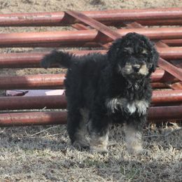 Goldendoodle and Yorkshire Terrier Puppies from Dirty Dogs Pups