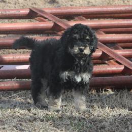 Goldendoodle and Yorkshire Terrier Puppies from Dirty Dogs Pups