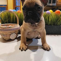 French Bulldog Puppies from Norris Frenchies