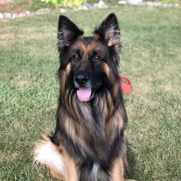 Wicky  - German Shepherd