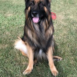 Wicky  - German Shepherd